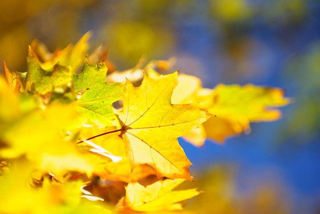 Herbstlaub kostenlos Vektor