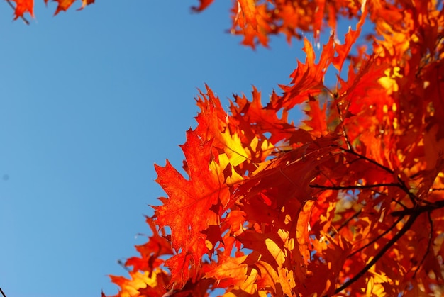 Herbstlaub kostenlos Vektor