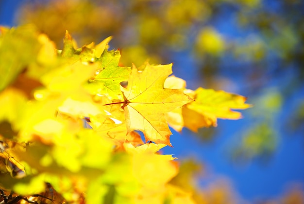 Herbstlaub kostenlos Vektor