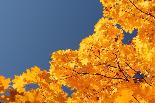 Herbstlaub mit blauem Himmelshintergrund