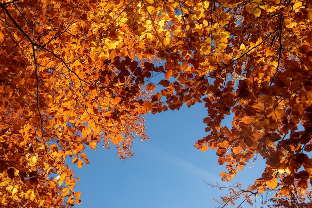 Herbstlaub mit blauem Himmelshintergrund