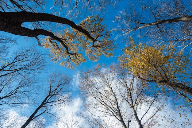 Herbstlaub mit dem blauen Himmel