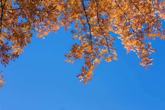 Herbstlaub mit dem blauen Himmel