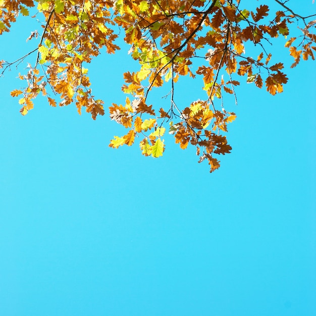 Herbstlaub mit dem blauen Himmelhintergrund