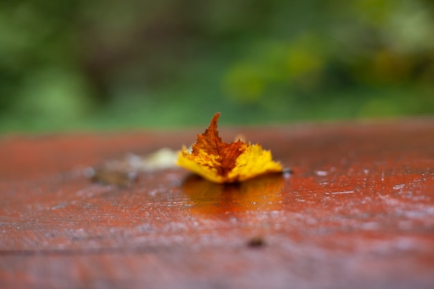 Herbstlaub nach Regen auf dem Tisch