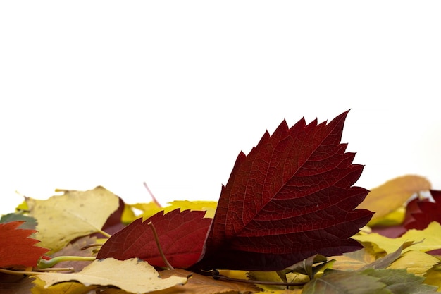 Herbstlaub Nahaufnahme auf weißem Hintergrund