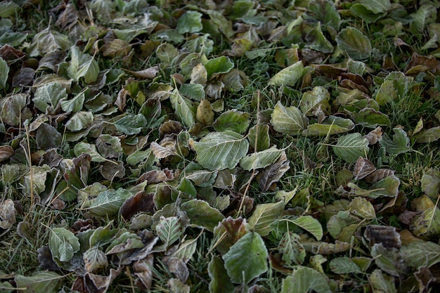 Herbstlaub Nahaufnahme, natürlicher Hintergrund