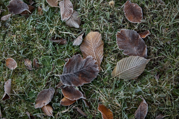 Herbstlaub Nahaufnahme, natürlicher Hintergrund