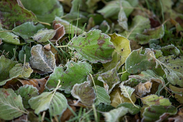 Herbstlaub Nahaufnahme, natürlicher Hintergrund