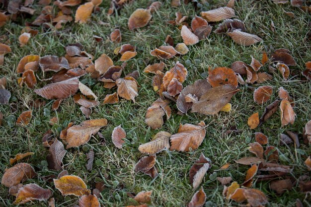 Herbstlaub Nahaufnahme, natürlicher Hintergrund