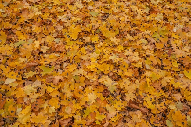 Herbstlaub sehr flacher Fokus