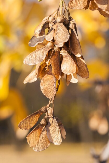 Herbstlaub sehr flacher Fokus