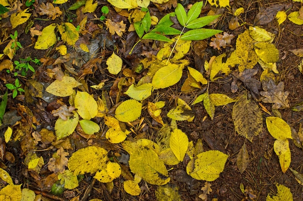 Herbstlaub sonniger Herbsthintergrund Bunte schöne Blätter im Herbst Textur Buntes Laub in sonnigen Wäldern