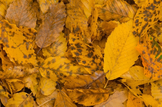 Herbstlaub sonniger Herbsthintergrund Bunte schöne Blätter im Herbst Textur Buntes Laub in sonnigen Wäldern