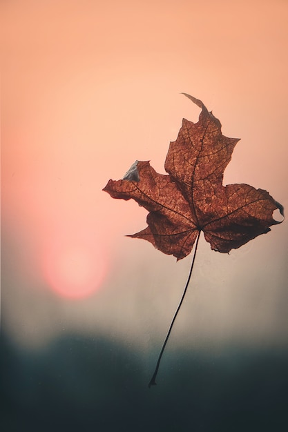 Herbstlaub und ein Buch. Selektiver Fokus