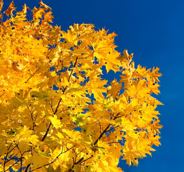 Herbstlaub und Himmel