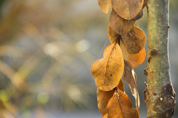 Herbstlaub verlässt die Natur