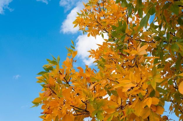 Herbstlaub vor bewölktem Himmel