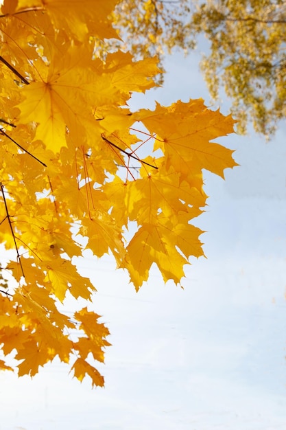 Herbstlaub vor blauem Himmel mit dünnen Wolken an einem sonnigen Tag