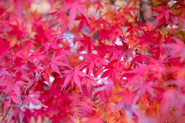 Herbstlaubbaumfarben bei Kawaguchiko Japan.