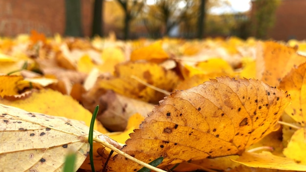 Herbstlaubfallhintergrund