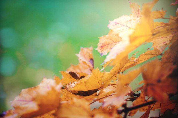 Herbstlaubflacher Fokus