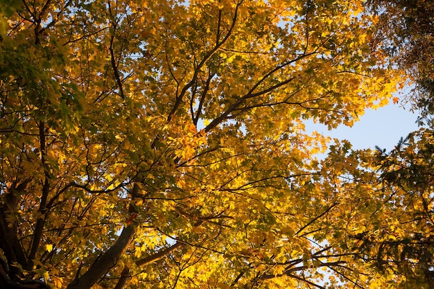 Herbstlaubhintergrund, gelbe Blätter. Natur Hintergrund