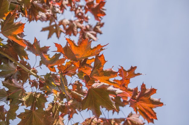 Herbstlaubhintergrund mit freiem Platz für Text. Bunte orange Herbstahornblätter gegen blauen Himmel.