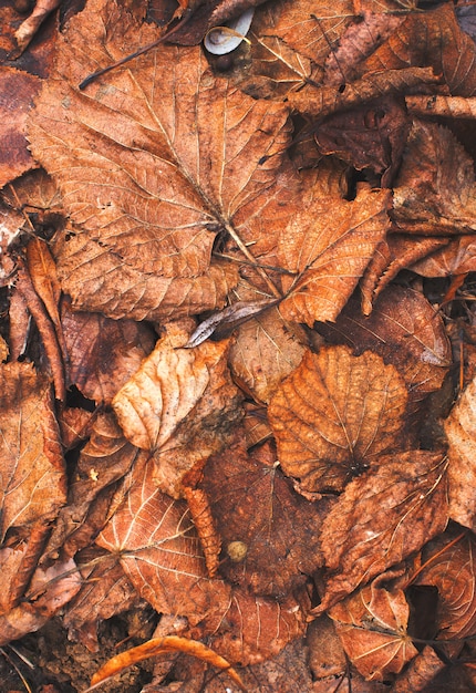 Herbstlaubhintergrund mit Weinlesegefühl