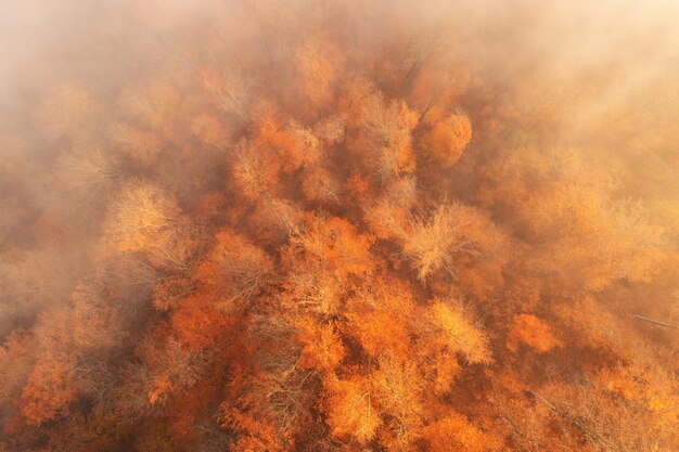 Herbstlaubwald Draufsicht, natürlicher Hintergrund oder Textur.