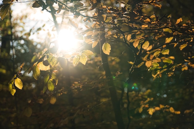 Herbstlaubwald mit durchdringenden Sonnenstrahlen