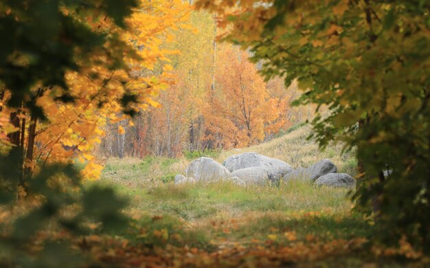 herbstliche Ahornallee und große Steine