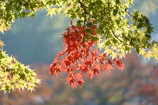 Herbstliche Ahornblätter verfärben sich in Japan