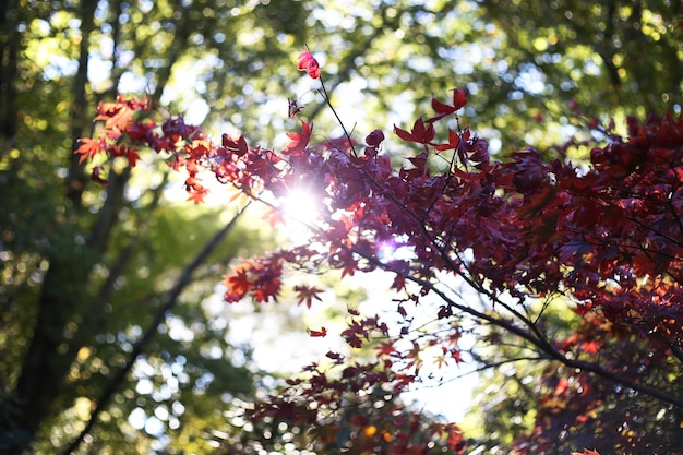 Herbstliche Ahornblattlandschaft in Australien rot-grüne Farben mit Sonnenlicht und blauem Himmel in der Nähe