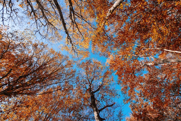 Herbstliche Baumkronen gegen den blauen Himmel