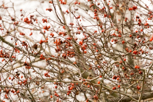 Herbstliche Beeren