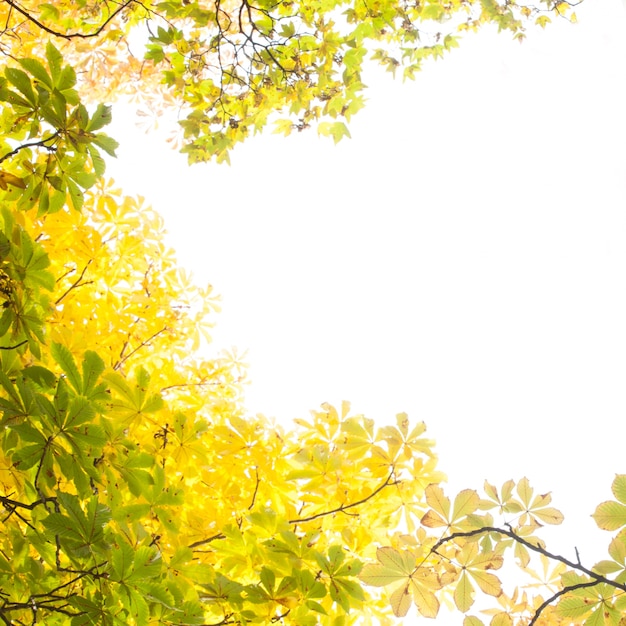 Herbstliche Blätter gegen den klaren Himmel