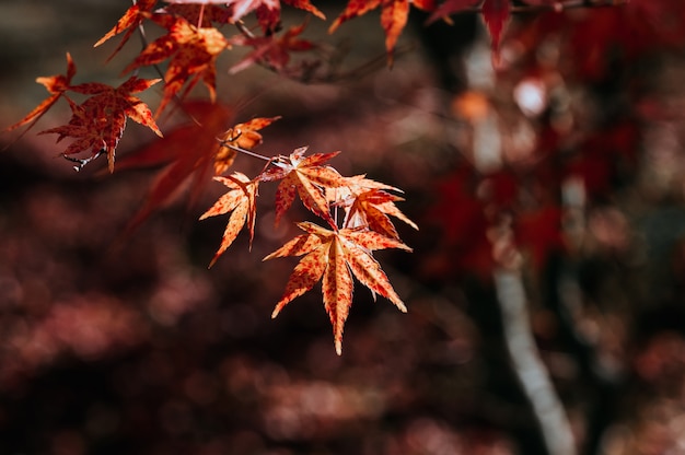 Herbstliche Blätter in der Natur