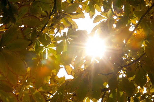 Herbstliche Blätter und Sonnenlicht