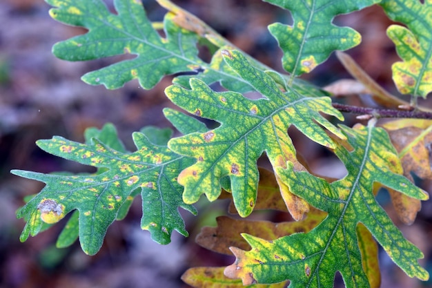 Herbstliche Blätter von Quercus pyrenaica, allgemein bekannt als Pyrenäen-Eiche