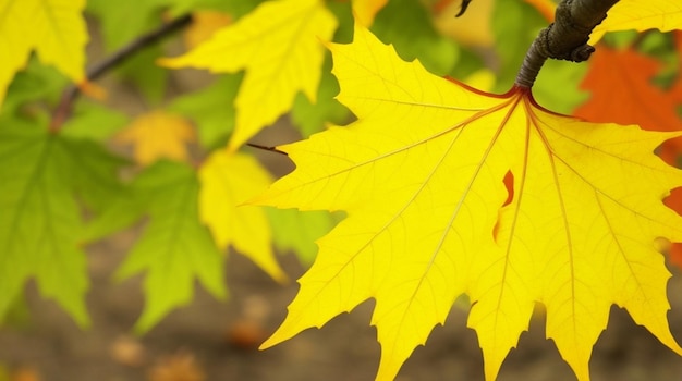 herbstliche Blätter