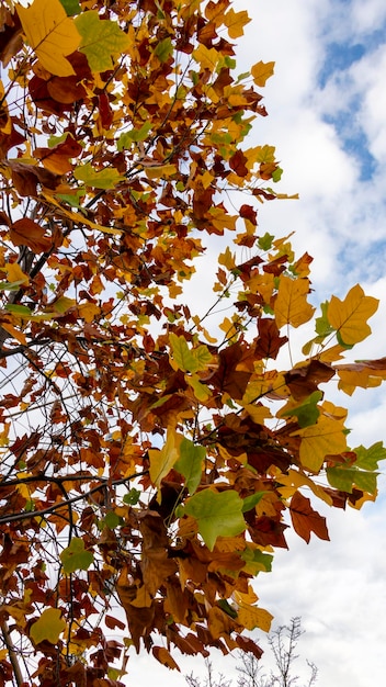 Herbstliche bunte Ahornblätter gegen den Himmel Bildschirmschoner auf dem Telefon