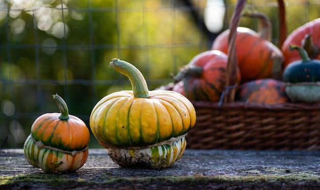 Herbstliche dekorative Kürbisse Erntedank- oder Halloween-Erntekonzept