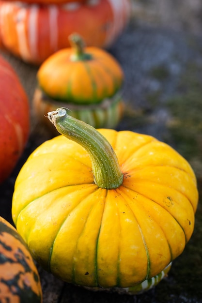 Herbstliche dekorative Kürbisse Erntedank- oder Halloween-Erntekonzept