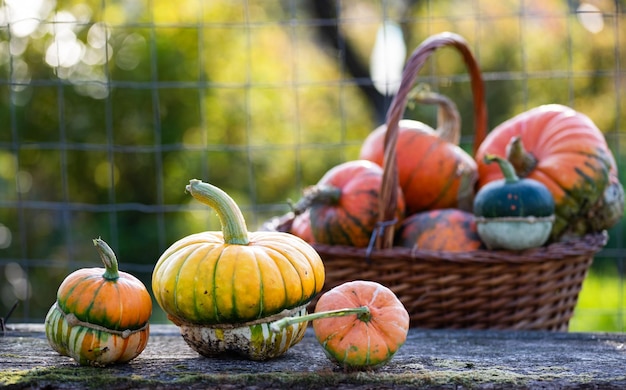 Herbstliche dekorative Kürbisse Erntedank- oder Halloween-Erntekonzept