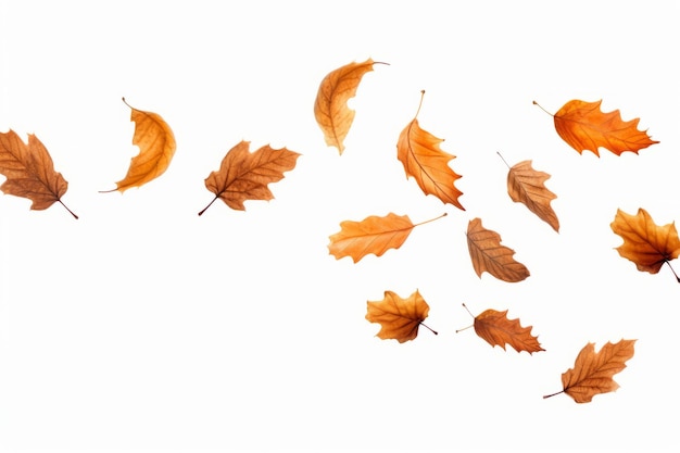 Herbstliche Eichenblätter, die fallen und sich drehen, ein fesselndes Bild auf einem weißen Hintergrund