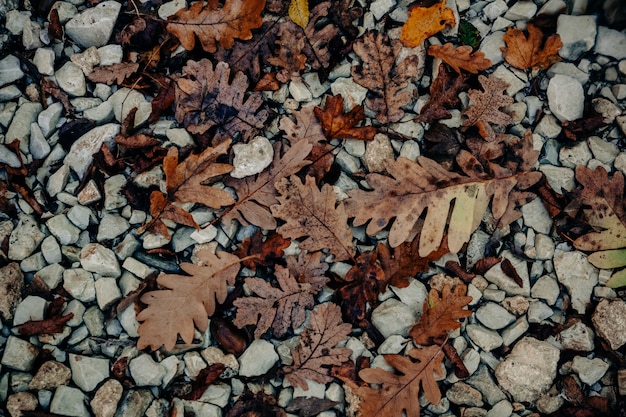 Herbstliche Eichenblätter liegen auf den Steinen.