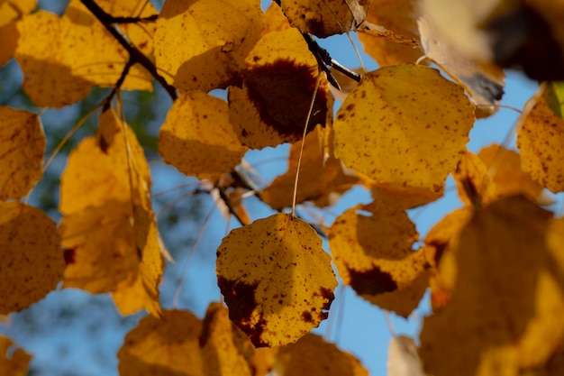 Herbstliche Espenblätter an einem Baum