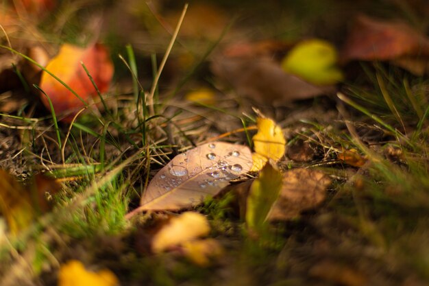 Herbstliche Farbnuancen. Gefallene Blätter in verschiedenen Farben auf dem Gras im Park.