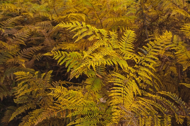 Herbstliche Farne